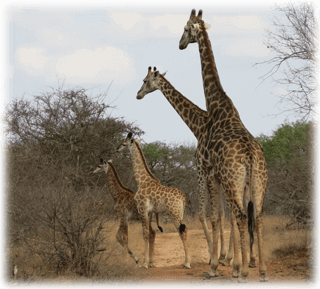 Giraffens skinn